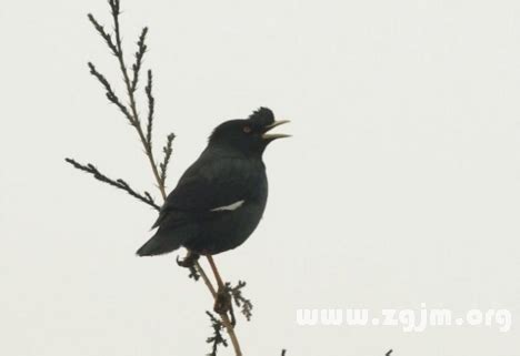 夢到小鳥號碼|夢見【動物】周公解夢，周公解夢大全查詢